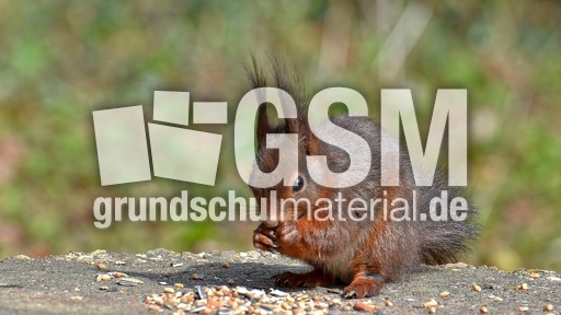 Eichhörnchen (12).jpg